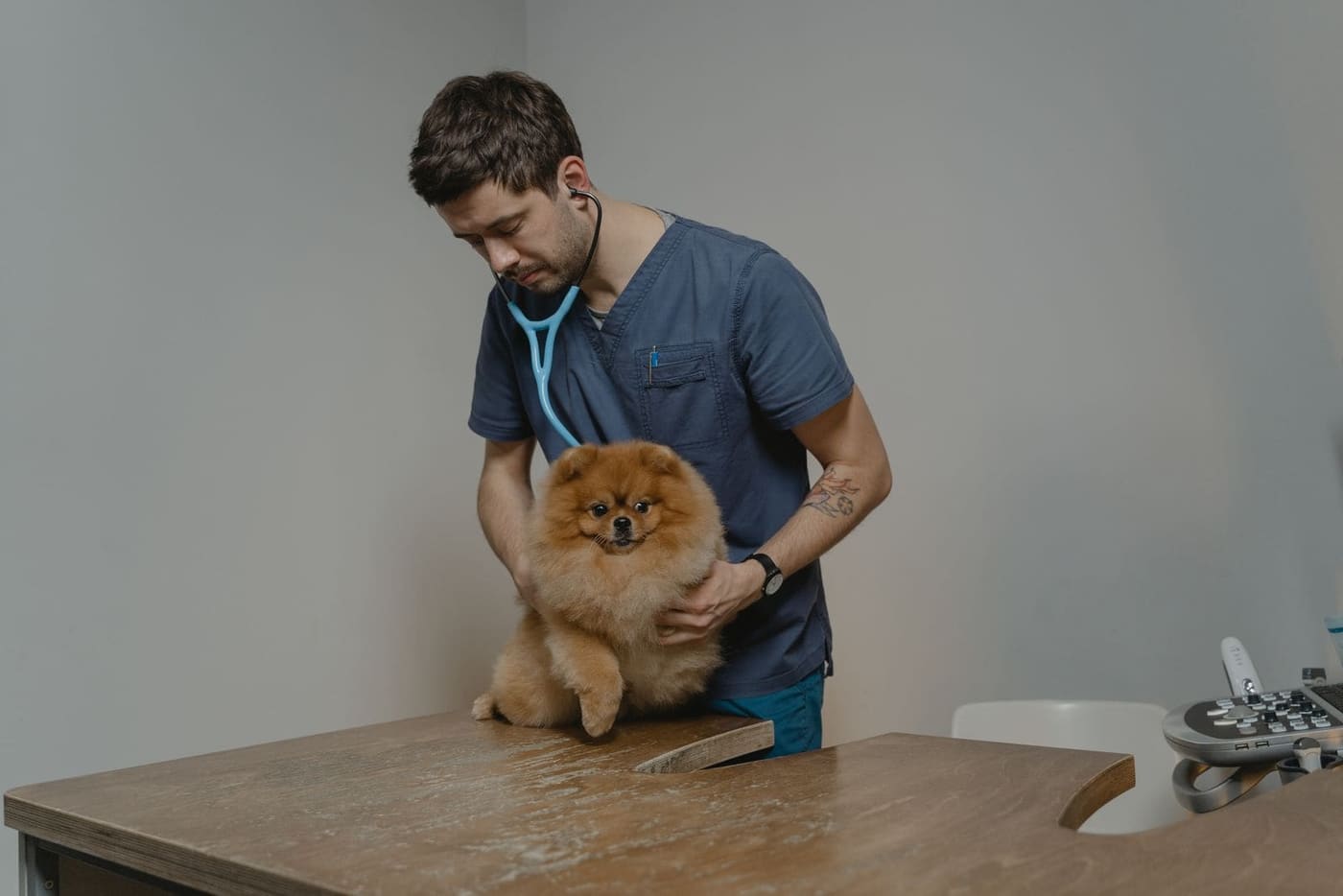 A vet in blue scrubs listening to a small fluffy dog's heart on the consult table