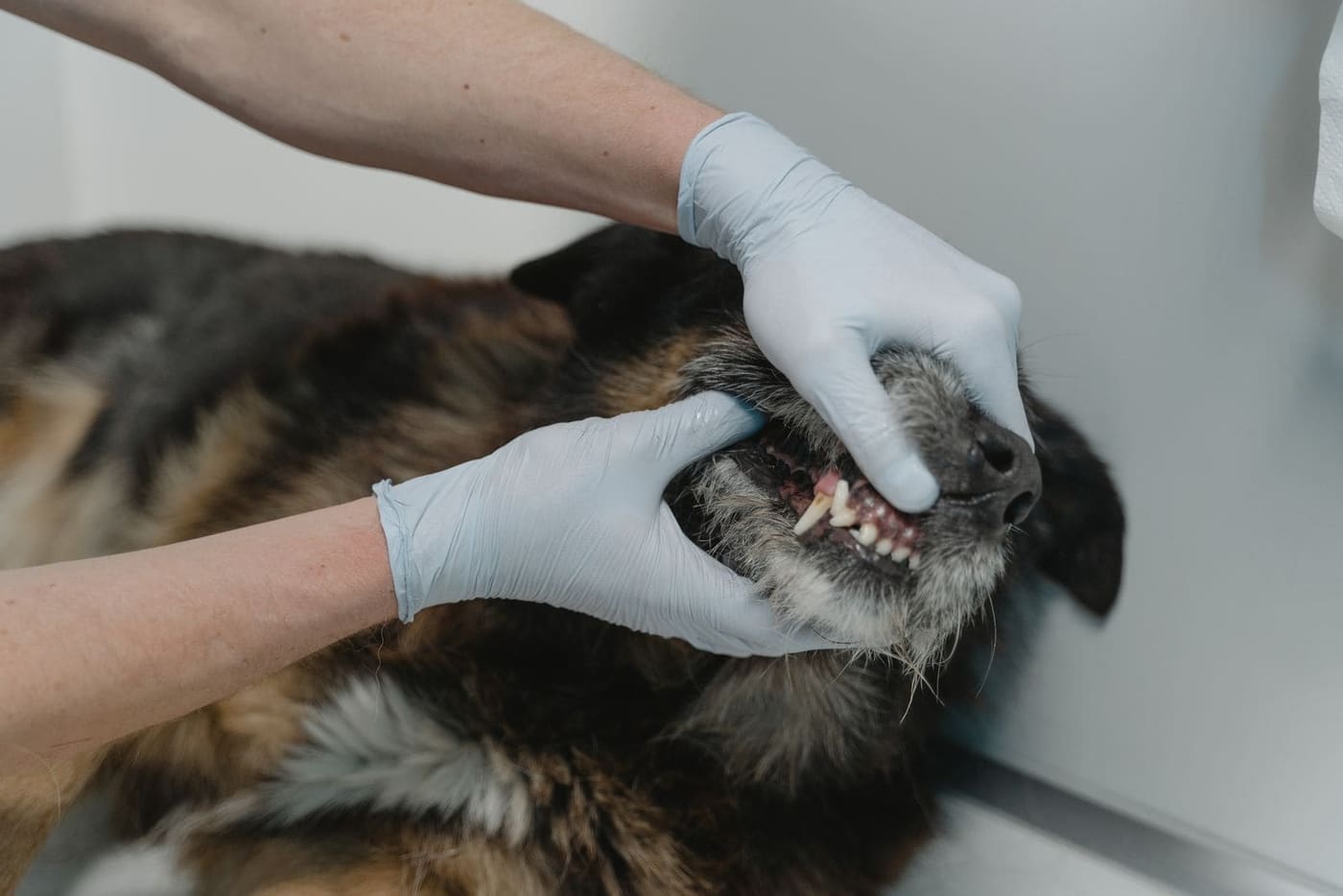 Gloved hands lifting a German shepherd's lip to check its teeth
