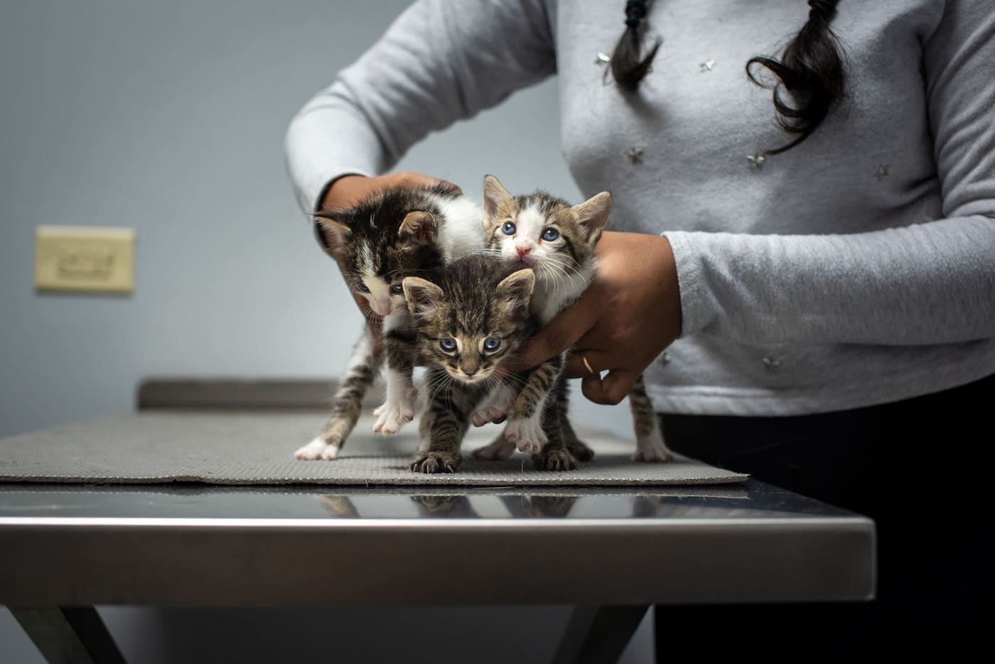 Two small tabby kittens standing on a steel exam table
