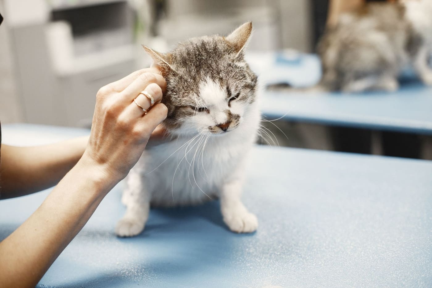 A white and grey cat having its ear gently checked