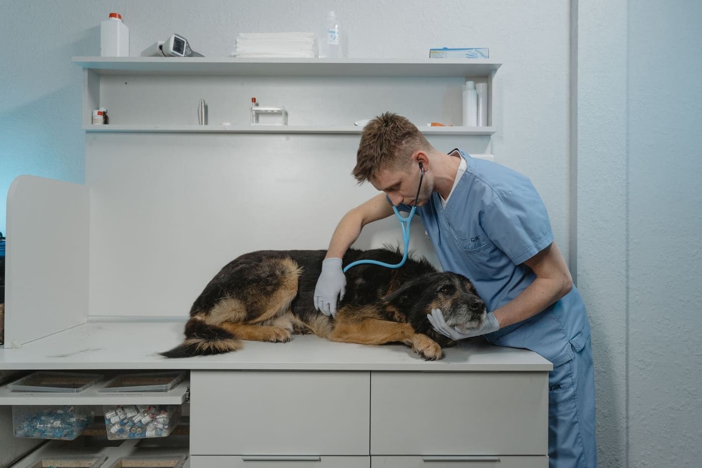A vet examining a German shepherd lying calmly on the table in a bright consult room